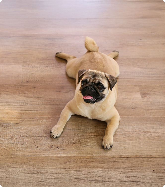 Dog laying on high quality flooring installed by Five Star Flooring